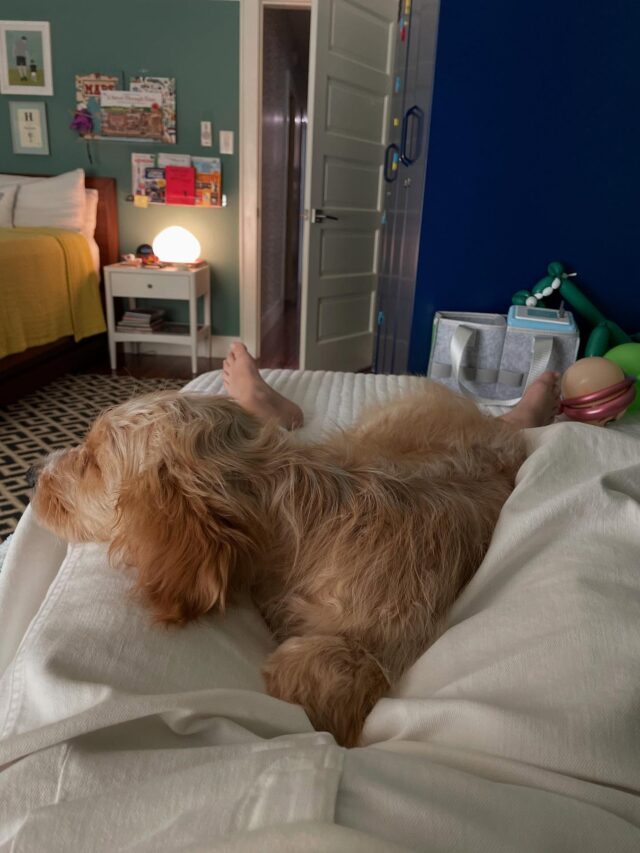 Everyone meet Fredrick Schmidt, aka Fred. 🥰 He lives with his new family down in Austin and his momma relayed that he’s doing well! We miss you Fred! #lostcreekgoldendoodles #lifeisbetterwithadoodle #lcksally #doodlelife #austindoodles #atxdoodles #austindogs #goldendoodlesofinstagram