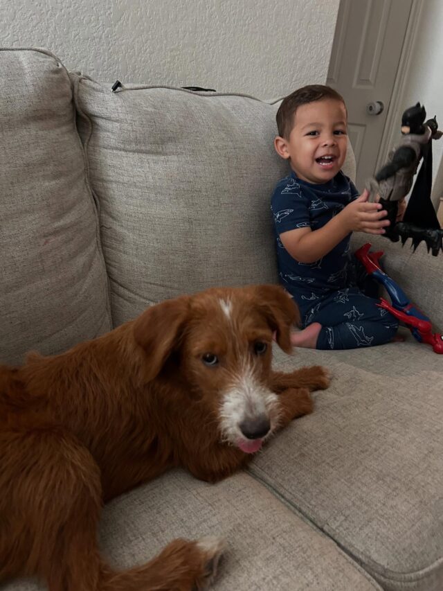 Penny! She’s an F1 English Labradoodle (straighter fur!), living with her family down in Austin. Looks like she’s got it made in the shade…like all of her siblings! #lostcreekdoodles #austindogs #straightfurlabradoodle #atxpups #atxdogs #lifeisbetterwithadoodle