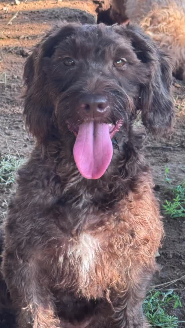 Everyone meet Lady! She’ll be our chocolate Labradoodle momma who replaces Tequila when Tequila retires. She a terrific pup, great lines and she has that beautiful English Lab look! Watch for her in 2026! #lostcreeklabradoodles #labradoodles #labradoodlesofinstagram #labradoodlelife #lifeisbetterwithadoodle #lcklady