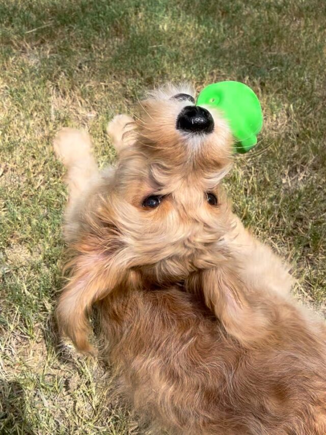 This is Bailey, an F1 Goldendoodle living with her sweet family in the Austin area. Her momma says she’s doing great! #lostcreekgoldendoodles #lcksally #lifeisbetterwithadoodle #doodlelife #austindoodles #lostcreeksally