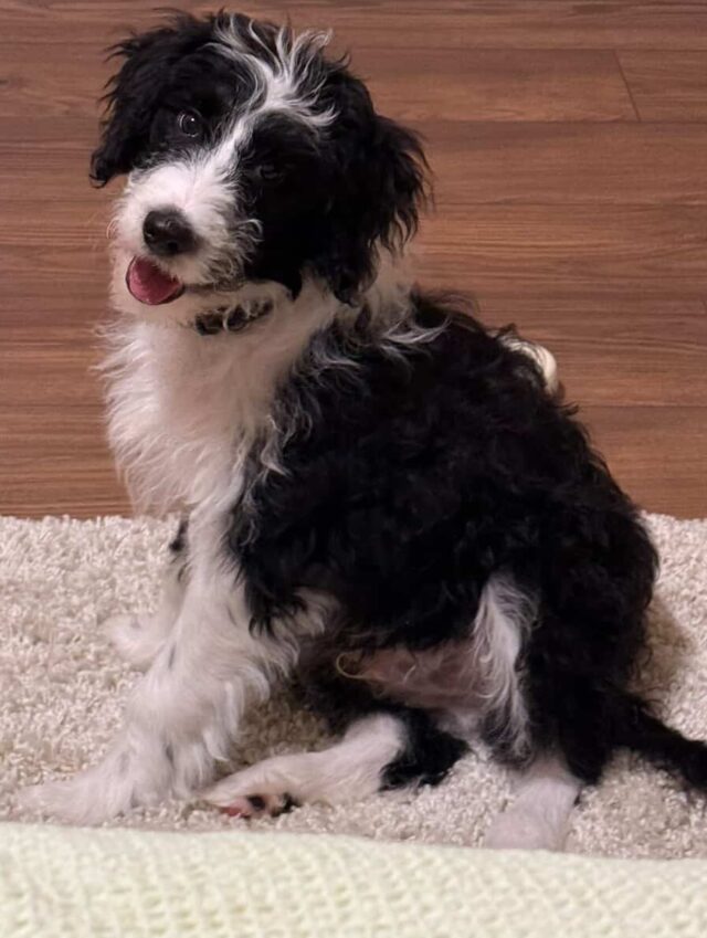 Coco the F1 Bordoodle, living in Austin with his wonderful family. His momma says he’s doing great! Give him a follow! @ran_and_kid_and_coco  #lostcreekbordoodles #lifeisbetterwithadoodle #austindoodles #austindogs #bordoodlesofinstagram #bordoodlesofaustin #doodlelife