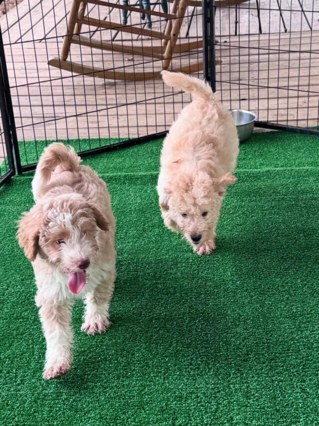 Some of my favorite puppies ever, these are very handsome, fairly unique F1b Bordoodles. They’re available and ready to go home. Message us! #lostcreekbordoodles #lcklostcreeksummer #bordoodlesofinstagram #f1bbordoodles #smartestdoodles #lifeisbetterwithadoodle #doodlelife