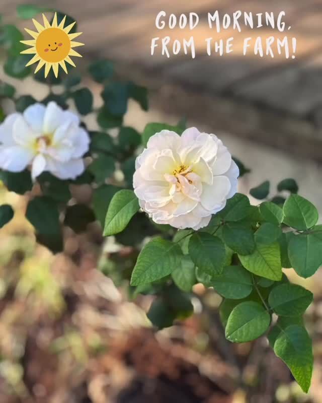 #farmlife #lostcreek #lifeisbetterwithadog