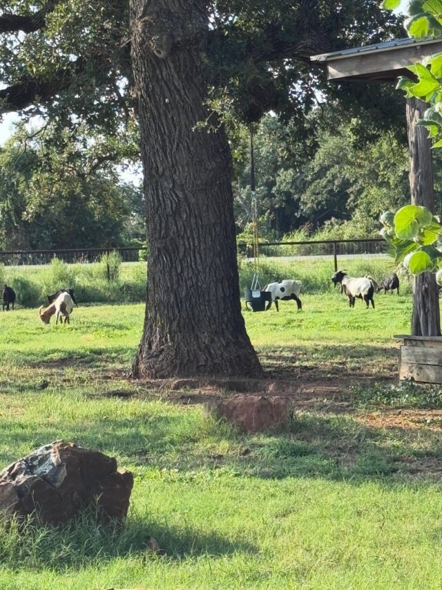 …when the lawnmower’s broken on the farm. #farmlife #faintinggoats #myotonicgoats #naturallawncare #alsoaddingfertilizer