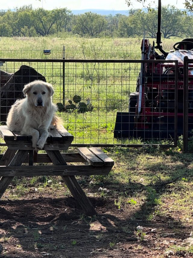 Duke’s favorite spot. #lgd #greatpyreneesofinstagram #pyr #protector #livestockprotection #livestockguardiandog