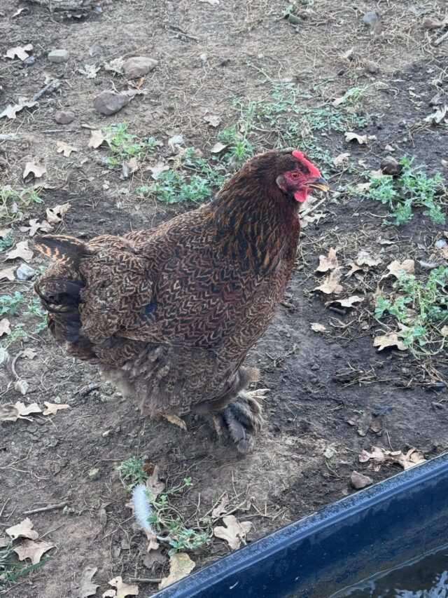 This is Apple Bottom, one of the oldest hens on the farm. She’s more than 7 years old, no longer lays eggs, but is still excellent bug control! #naturalpestcontrol #farmlife #freerange #freerangechickens