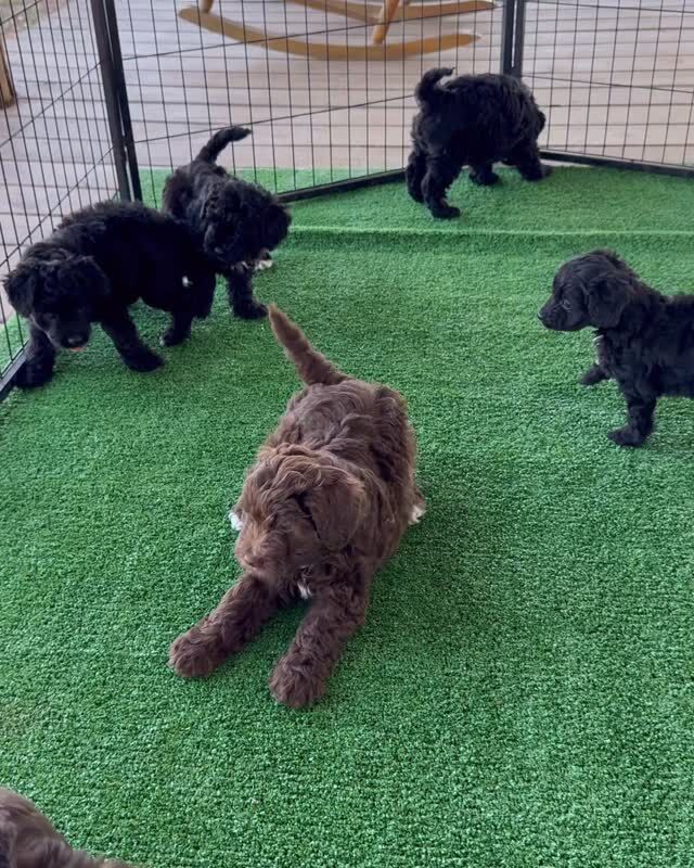 mini-Aussiedoodles! We have 3 selection spots available; ready to go home in about a week! 15-20 pounds, wonderful friends for many years! #lostcreekminiaussiedoodles #lostcreekvirgie #feedjake #piratesofthemississippi #feedjakehesbeenagooddog  #miniaussiedoodle #lifeisbetterwithadoodle #miniaussiedoodlesofinstagram #puppylife #littlepuppy
