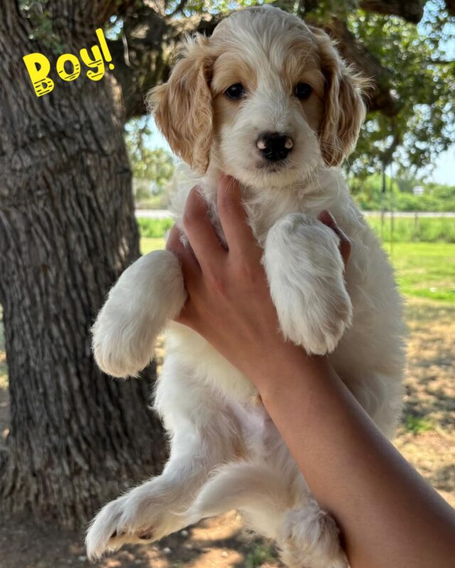 Medium F1b Goldendoodles ready to go home! Low shed, low allergy, wonderful temperaments. Truly great family members. Message us for info. #lostcreekgoldendoodles #f1bgoldendoodle #lifeisbetterwithadoodle #lostcreekdoodles #lostcreektammy #lcktammy