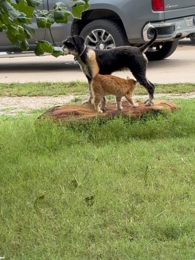 Summer and her best pal, Dale, the farm cat. #besties #farmcat #barncat #lostcreeksummertimelovin #farmlife #lifeisbetterwithadoodle
