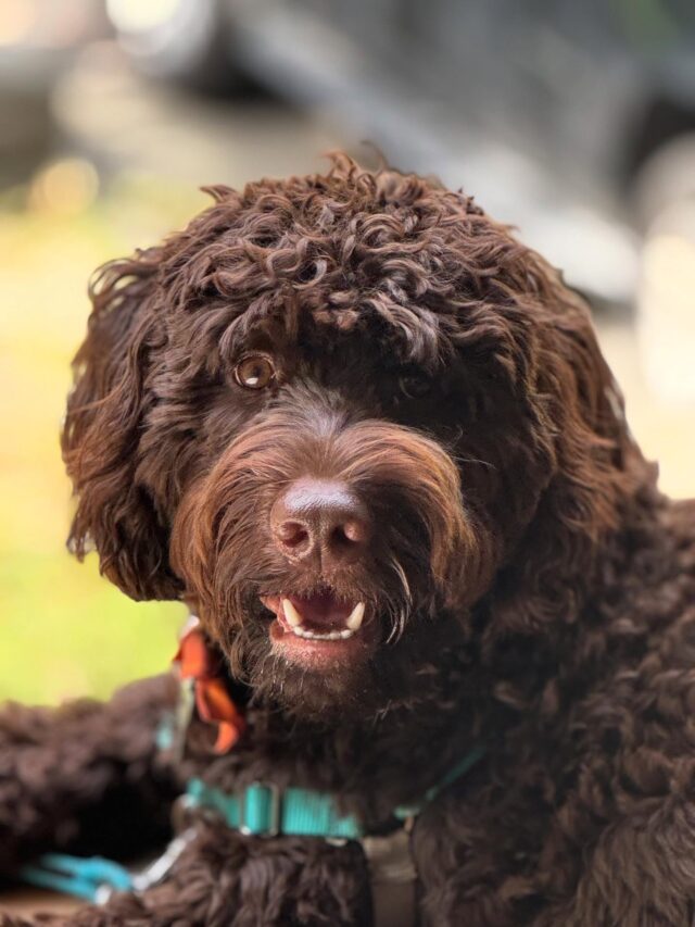 Handsome Theodore, living up in #newyork with his amazing family. His momma says he LOVES the fall! 🥰 🍁 #lostcreeklabradoodles #doodlelife #newyorkdoodles #newyorkdogs #englishlabradoodle #handsomedood