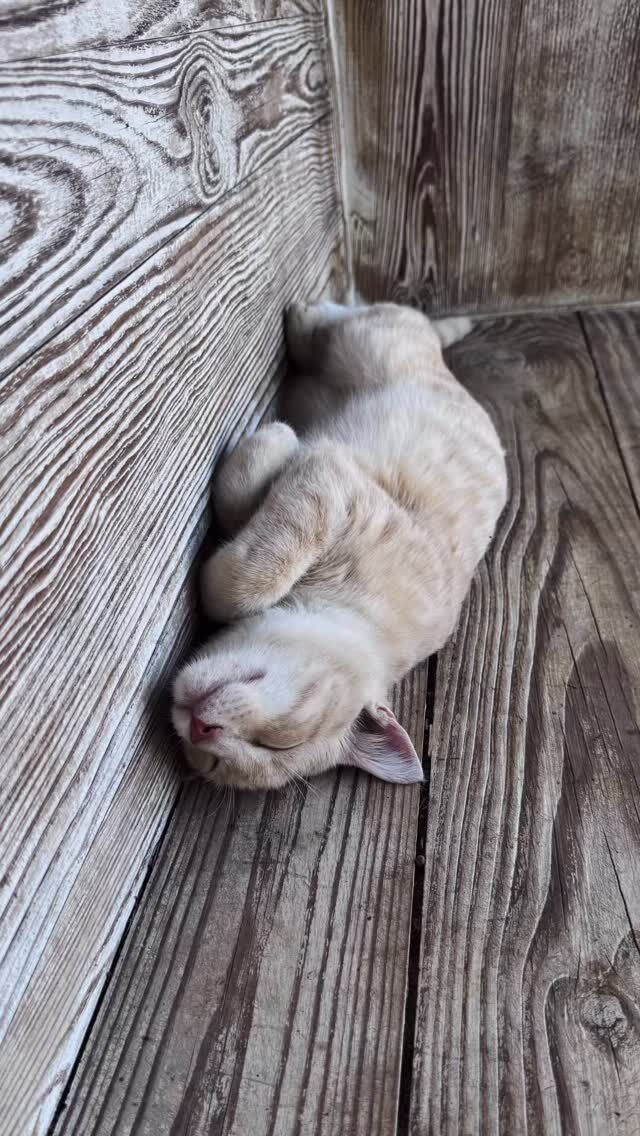 These are my farm cats. They’re supposed to be catching mice. 😣 #farmcat #barncat #farmlife #mousecatcher #lazycat #lazycats #barncats #micearesafehere