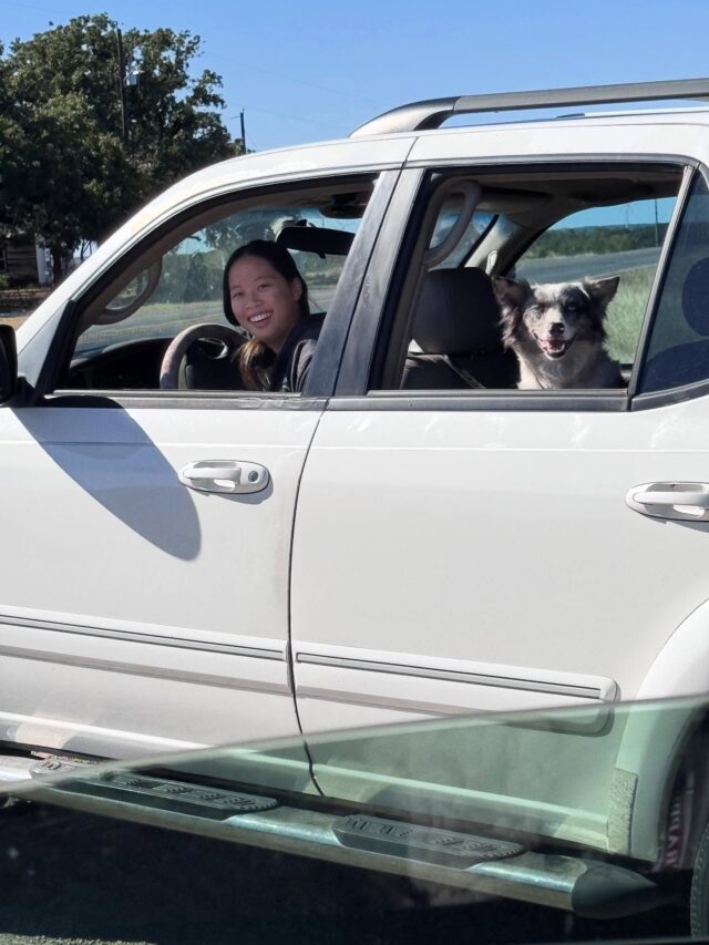 Patsy, heading to Lubbock and @texastech with @libbym101 ! She’ll be back soon for another litter of beautiful #bordoodles ! #lostcreekpatsy #lostcreekpatsycline #lifeisbetterwithadoodle