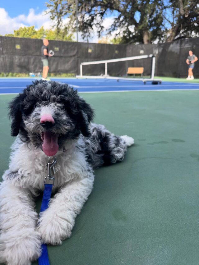 Everyone meet Cato! He’s a Patsy Cline X Uncle Jack F1 Bordoodle living with his new mom and dad down in Austin! Here’s what his mom said about him: “…just wanted to let you know we are totally besotted with this little pup. He’s fitting right in, took him a day or so to build his confidence with us but he’s prancing around the garden and loves to play. Thank you so much for raising such a gorgeous healthy puppy he is just wonderfully natured !! Already responds when we say his name and follows us around like a shadow 🥹

…we had our first vet appointment which went very well, he had gained 1lb in a week! We took him to play pickleball - he loved it and he is coming along well, he knows his name, sit, come and “a letto” (meaning “on your bed” we are training him in Italian!)”

🥰 #lostcreekpatsy #lostcreekbordoodles #bordoodlelife #lifeisbetterwithadoodle #lckpatsy #lckbordoodles #austindoodles #austindogs #bordoodle #bordoodlesofinstagram