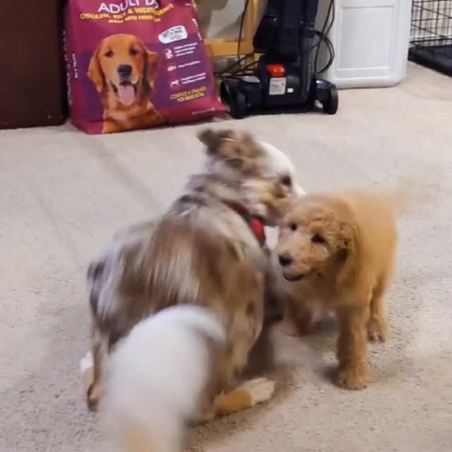 F1 Bordoodle puppies on the way! Momma is Athena, a red merle Border Collie. She’s Grace’s sister (for those of you who have a Grace puppy.) The sire is Uncle Jack. These will be small-medium sized pups, smart, loving and playful with lots of colors! We’re taking deposits for the litter now. #lostcreekathena #lckathena #lostcreekbordoodles #bordoodlepuppies #lifeisbetterwithadoodle #smartestdoodles