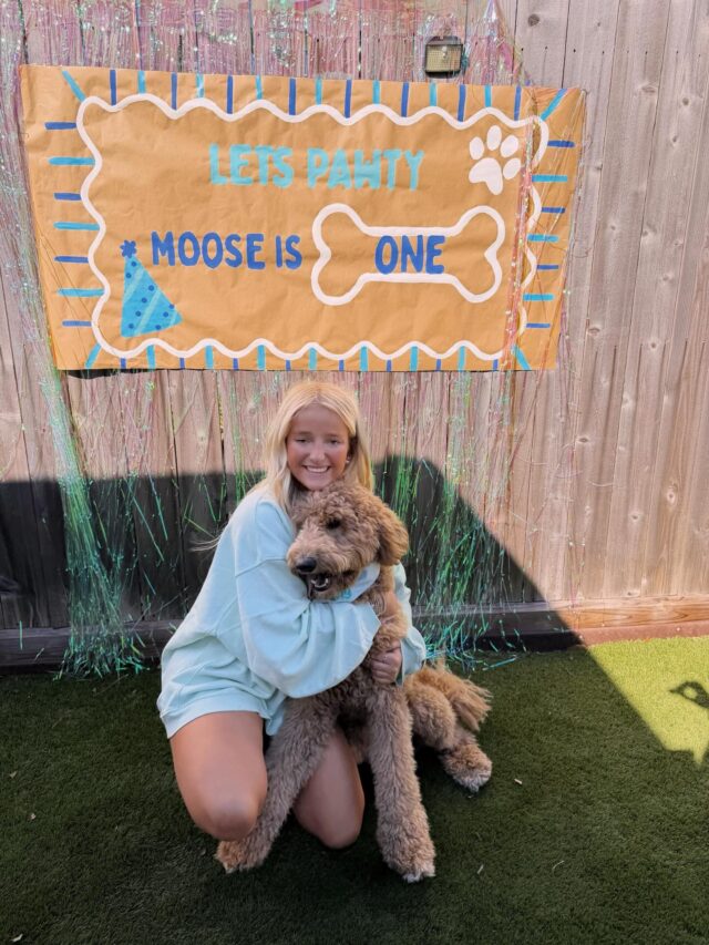 Happy Birthday Moose! He’s 1. Moose is a standard F1b Goldendoodle. His momma says he’s doing great! Thanks for sharing @maci.heffernan ! We’re proud you love him! #lostcreekgoldendoodles #f1bgoldendoodle #lostcreektammy #lifeisbetterwithadoodle #doodlelife