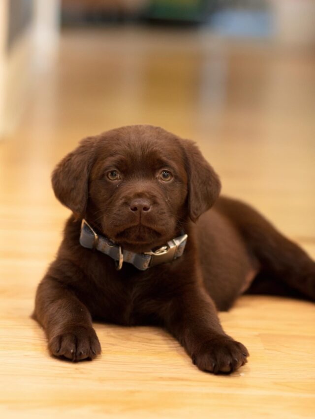 Mochi, the pretty chocolate AKC English Lab! This is what her new momma said about her: “here are some photos of the beautiful dog we got from you, my kids named her Mochi…She was crate trained and potty trained in less then a week, no barking, extremely well socialized… She’s affectionate and gentle and playful; we couldn’t have prayed for a better dog for our family…Thank you again, I hope 2026 brings amazing things for you and your family.“ Thanks Jenney! We’re so happy you love her!🥰 #lcklabs #lostcreekrelentless #lifeisbetterwithadog #englishlab #labradorretriever