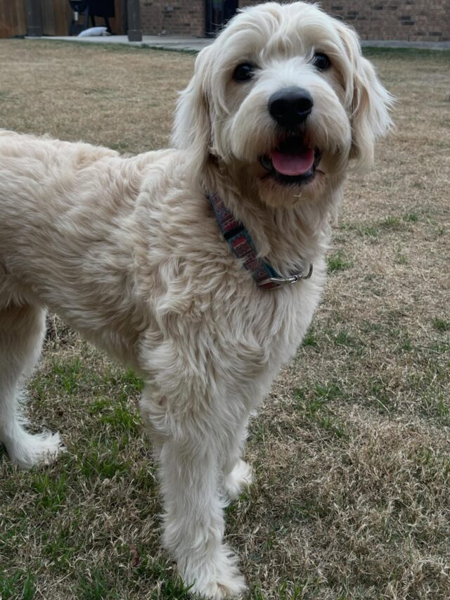 Jovi, the #englishcreamgoldendoodle just turned 1! Happy Birthday Jovi! #lostcreekdorothy #f1goldendoodle #lifeisbetterwithadoodle
