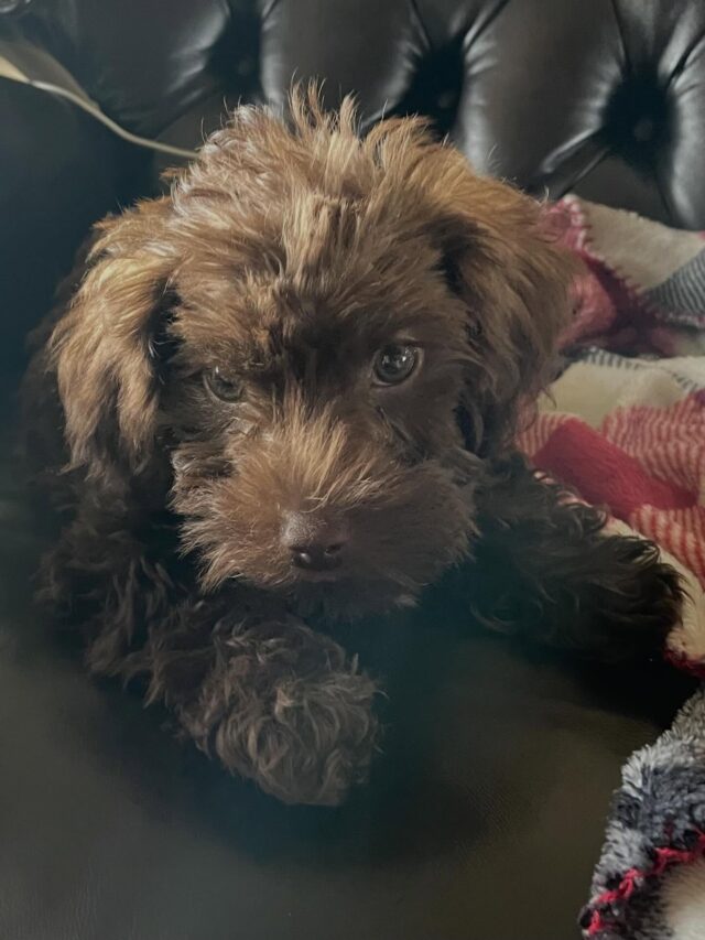 Everyone meet Brody James, the tiny Yorkiepoo! His family said he weighed less than 4 pounds at his vet visit, but is fearless and brings them so much joy! Love to see so much love! 🥰 #lostcreekyorkiepoos #yorkiepoo #yorkiepoosofinstagram #lostcreekpeaches #lifeisbetterwithadoodle