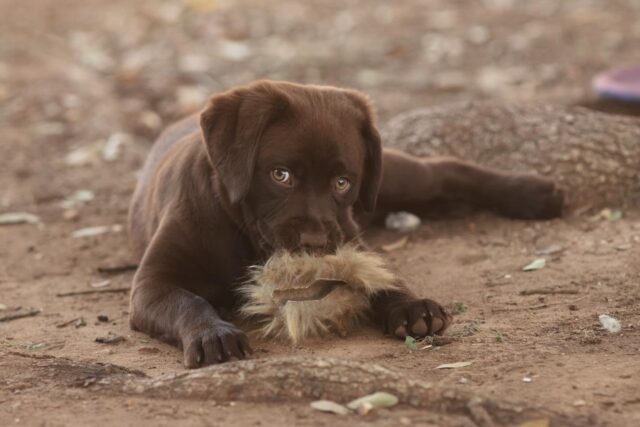 This is Mochi! She’s an AKC English Lab and she’s beautiful! (We’ll have more, soon!) This is what her momma said about her: “Jeff, here are some photos of the beautiful dog we got from you, my kids named her Mochi, this dog is incredibly intelligent and easy to train. She was crate trained and potty trained in less than a week, no barking, extremely well socialized, the vet said she looked so robust and healthy and big. She’s affectionate and gentle and playful; we couldn’t have prayed for a better dog for our family, I don’t have social media, so please let me know if I can post a testimonial somewhere or go ahead and use a photo and brag about how amazing these labs are. Thank you again, I hope 2026 brings amazing things for you and your family.” So happy you’re happy Jenney! #lostcreekkennels #lcklabs #lcklenti #englishlab #lostcreekrelentless
