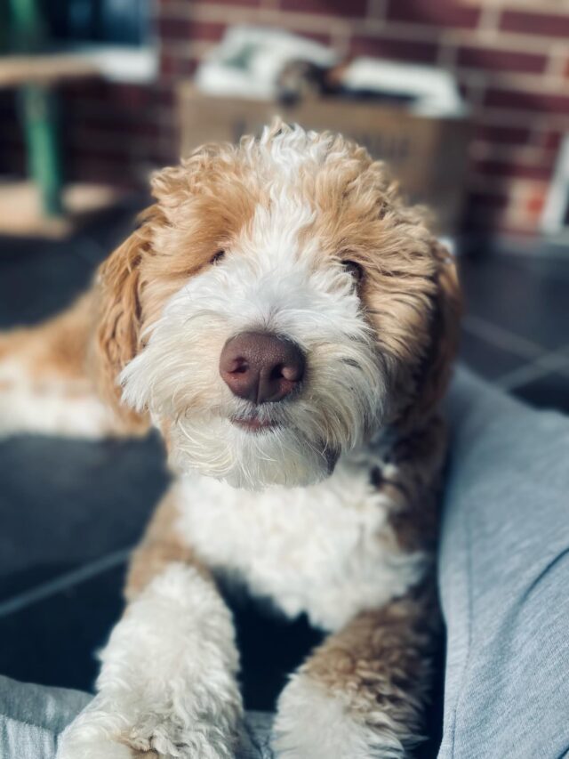 This is Boone! He's an F1B Bordoodle, and he is a service dog for his big brother Carson. This is what his owner said about him: “We have all gone inside several stores with Boone and every single time he has gotten great accolades from the public. The best thing about him, along with his smarts & willingness to please everyone, he is the cuddliest pup, especially with Carson whom he still gravitates towards by constantly peering into his eyes! … He has gotten our son back to leaving the house by himself with much less anxiety thanks to Boone. Boone has been to Lowes, Walmart, Teskey’s, Starbucks, restaurants, walks, drives, etc. Currently learning to give hugs on command. Near future we will be training at airports & school classrooms…We are extremely grateful and blessed to have Boone for our son.  Trainers Joe & Abby (from Always Faithful Dog Training) asked for your contact for future and/or current service dogs.” 

Makes us so happy to see success stories like this! Happy for Carson and Boone! #lostcreeksummertimelovin #lostcreekbordoodles #f1bbgoldendoodle #bordoodle #servicedog