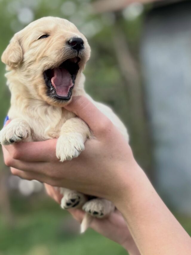 English Cream Goldendoodles - ready in early May. Standards (45-60 pounds), the sweetest temperament, the teddy bears of the Doodles! #lostcreekdorothy #englishcreamgoldendoodle #lostcreekgoldendoodles #lifeisbetterwithadoodle