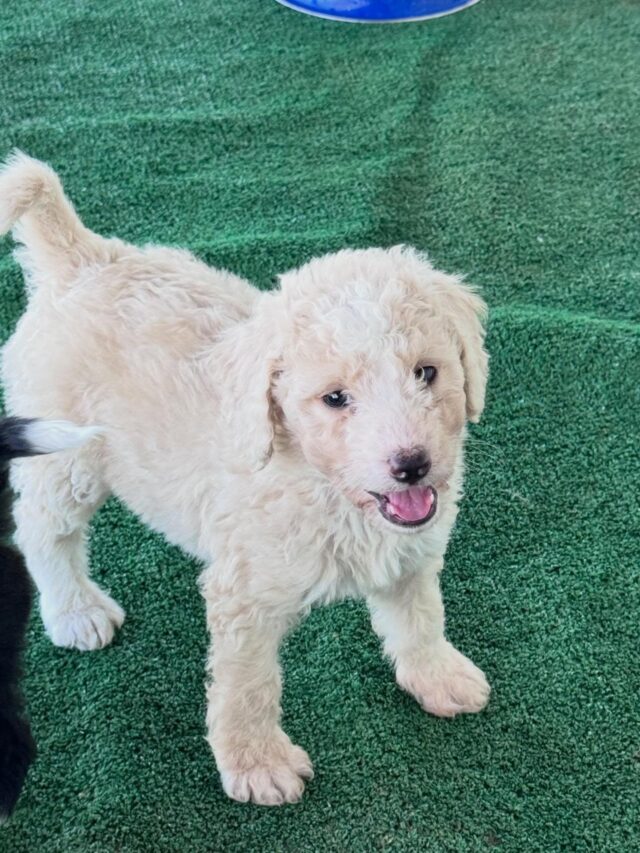 We have one little cream colored, female, F1b Bordoodle available. Ready to go home next week! She’s a sweetie and will be stunning! #lostcreekbordoodles #f1bbordoodles #lostcreeksummertimelovin #bordoodlesofinstagram #lifeisbetterwithadoodle
