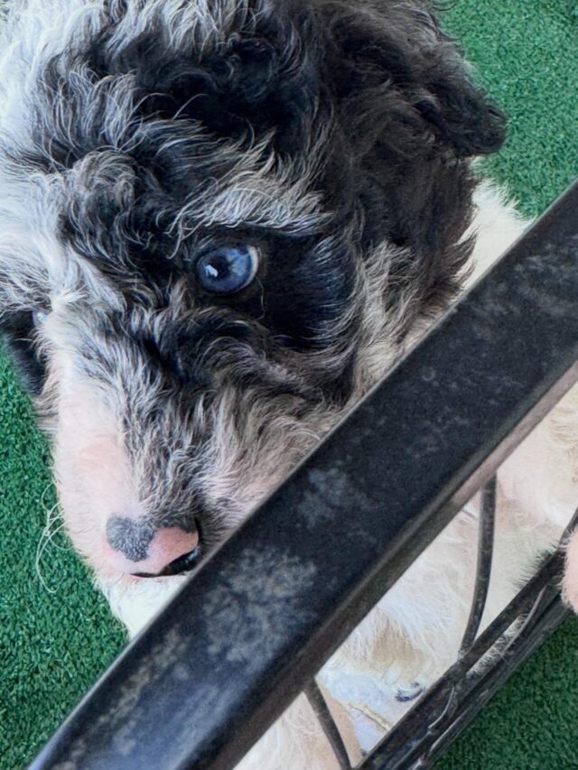 F1 Bordoodles…ready to go home in 1 week! We have two parti colored females and one merle male available. #lostcreekbordoodles #bordoodlesofinstagram #lostcreekpatsy #lostcreekpatsycline #lifeisbetterwithadoodle