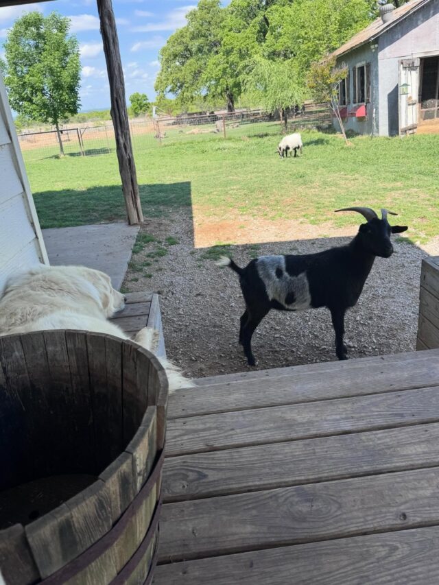 When the goats come to the front to mow the lawn, Duke the guardian insists to be there with them. #faintinggoats #guardiandog #greatpyrenees #farmlife