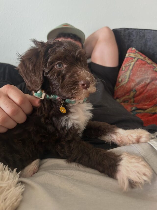 This is Koda, the sweet little F1b Bordoodle who went to be with his family out in west Texas this past weekend! What a beauty! And she lucked out and landed with the sweetest young couple you could ever meet! #lostcreeksummertimelovin #lostcreeksummer #lostcreekbordoodles #lifeisbetterwithadoodle #bordoodlelife