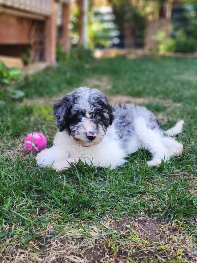 This is Rocky! He went home to Colorado last week. He’s an F1 Bordoodle. This is what his momma said about him: “He is amazing! He adjusted to his new home in a day and sleeps through the whole night with no accidents during the night since the first day. He is so smart and learning so quickly. He is only 9 weeks old now  and already learned  come, sit ,lay down, shake and learning more. He brought us so much joy and we couldn’t be happier. Thank you!” So happy y’all love him! #lostcreekpatsy #lostcreekbordoodles #bordoodle #lifeisbetterwithadoodle #bordoodlesofinstagram