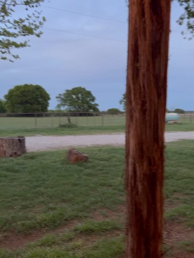 If temperament is your number one priority, Dorothy’s English Cream Goldendoodle pups are perfect choice for you. And guess what, we have some! Message us. #lostcreekdorothy #lostcreekgoldendoodles #lifeisbetterwithadoodle #doodlelife #mostloyaldogs 

Need a friend by your side??