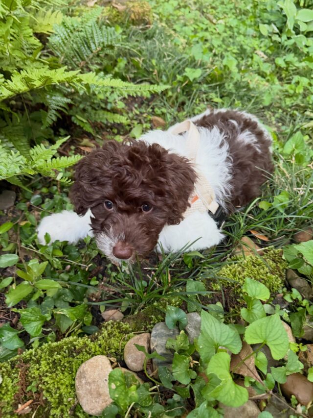This is Miss Daisy! She’s an F1 Bordoodle from Patsy Cline and Uncle Jack. Here’s what her momma in east Texas said about her: “This is Daisy aka Miss Daisy…She is adjusting to her life with us. I think she feels totally at home. She sleeps by our bed in a lovely little bed…We are totally in love with her. She is so sweet and loving, yet playful and adventurous. And she is so beautiful. ..We are making progress on outside potties. Daisy is super smart. She navigates a ramp to get on our sofa. Carroll has taught her to shake…Just wanted y’all to know what a blessing she is.” Thank you for the update! So happy y’all love her! #lostcreekpatsy #lostcreekpatsycline #lost creek Bordoodles #bordoodle #bordoodlesofinstagram