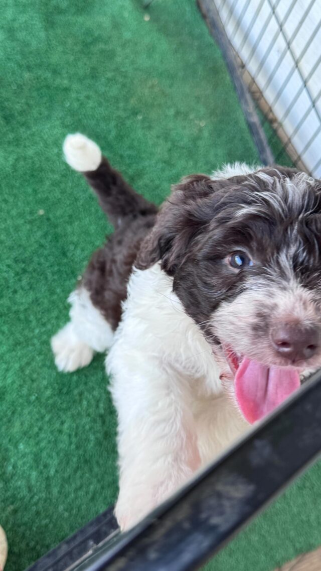 This sweet little girl just came back available yesterday. (Family had to wait due to their job.) She’s amazing! Patsy Cline X Uncle Jack F1 Bordoodle. Message us! #lostcreekpatsy #lostcreekbordoodles #yours #russelldickerson @russelldickerson