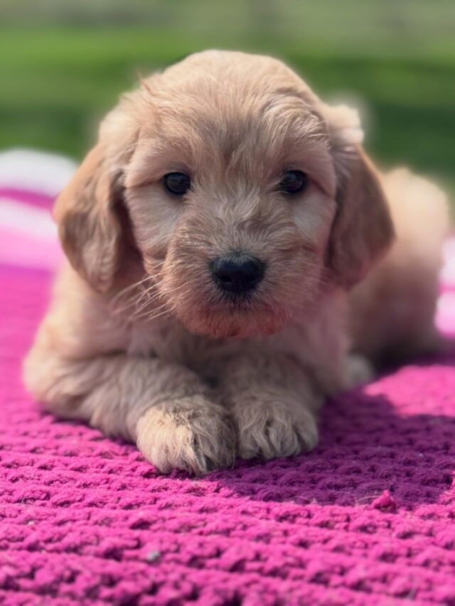English Cream Goldendoodles! These will be standards (50-65 pounds, approx), and they’ll be ready for families in May! Just in time for summer. Amazingly sweet temperaments, perfect family dogs. Only one spot to select for a boy left and several for girls! #englishcreamgoldendoodle #goldendoodlepuppy #lostcreekdorothy #lostcreekgoldendoodles #lifeisbetterwithadoodle