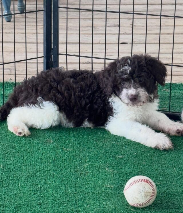 Meet this gorgeous girl, ready to come home today. This striking chocolate and white parti Bordoodle has one of the most beautiful color patterns we’ve produced, and she has the personality to match. She was originally reserved, but her family had an unexpected change in plans, and now she is looking for her forever home. Bordoodles are the result of crossing the two most intelligent dog breeds in the world, and this sweet girl is smart, loyal, loving, and ready to go. If you have been thinking about a Bordoodle, this is your sign. Text us at (940) 351-0047 or message us! Don’t wait on this one!

#bordoodle #bordoodlesofinstagram #lostcreeklady #lostcreeklabradoodles #bordoodlepuppy